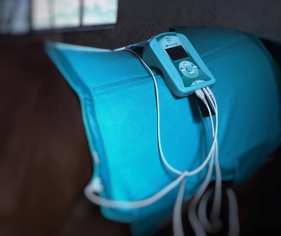 magnetoterapia dla koni
