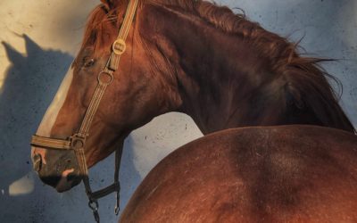 Rotacja miednicy – Problem z zadem konia