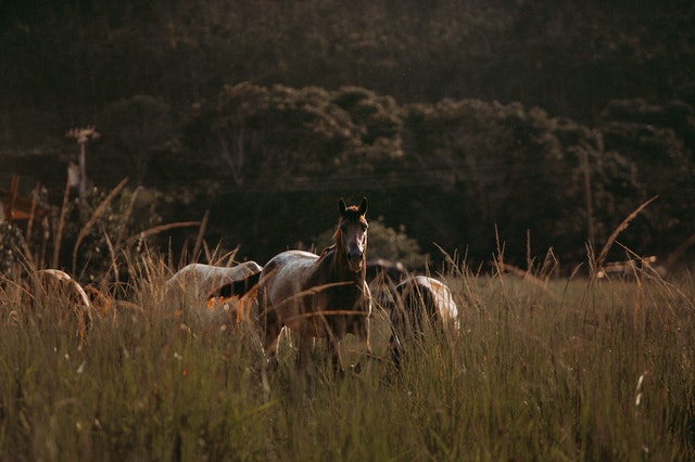 Walczę z koniem podczas jazdy