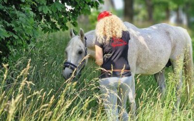 Fizjoterapia koni – co to jest