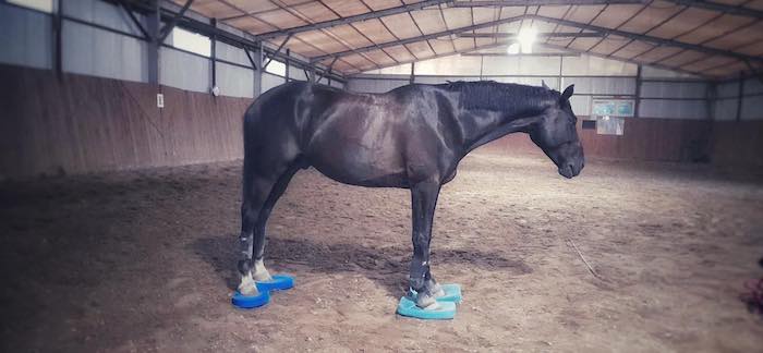 terapia rehabilitacyjna konia