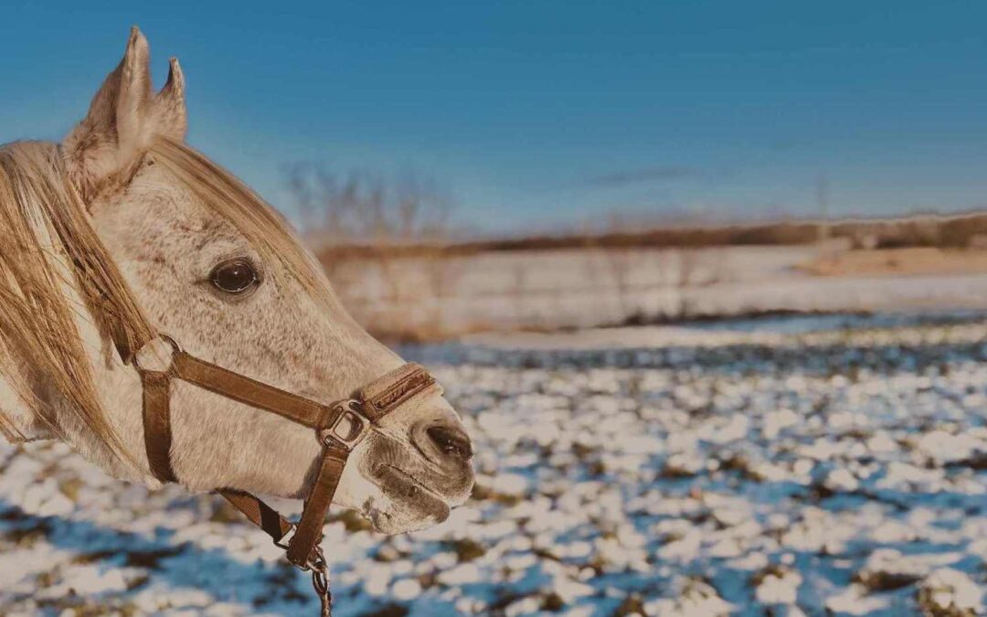 Rzucanie głową u konia czyli o stresie, potylicy i pierwszych pytaniach, które warto zadać