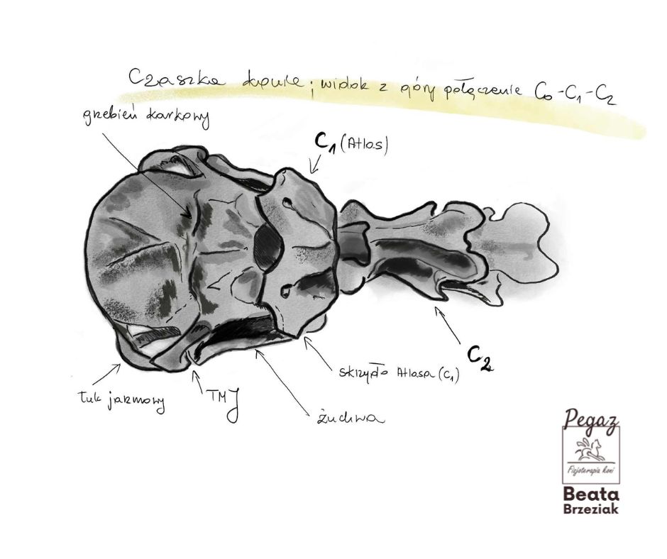 terapia czaszkowo - krzyżowa historia